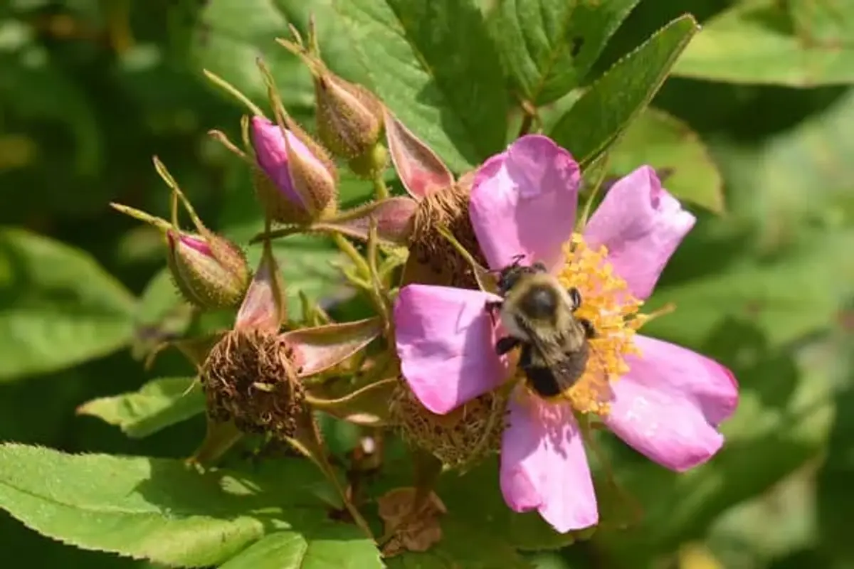 Pollinator Week Talk at Horsford Nursery