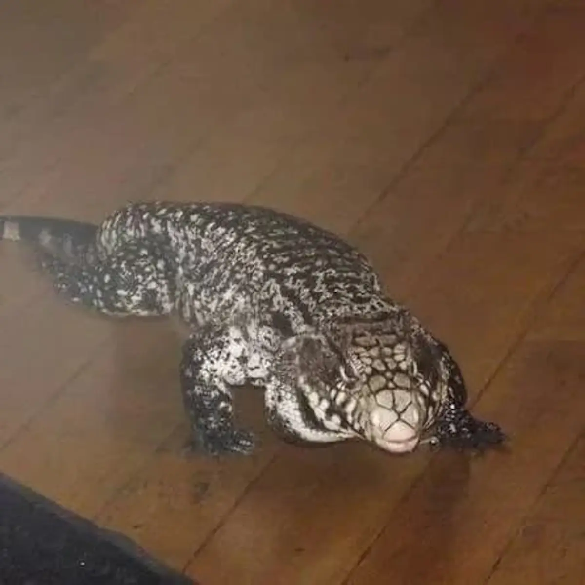 April Vacation Entertainment Series: Wildlife Encounters