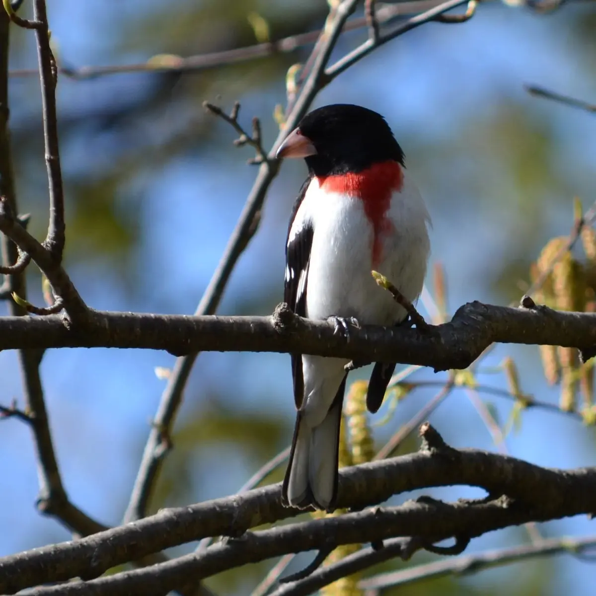 Early Birders Morning Walk (June 29)