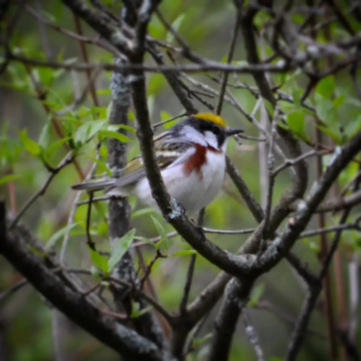 Early Birders Morning Walk (June 14)