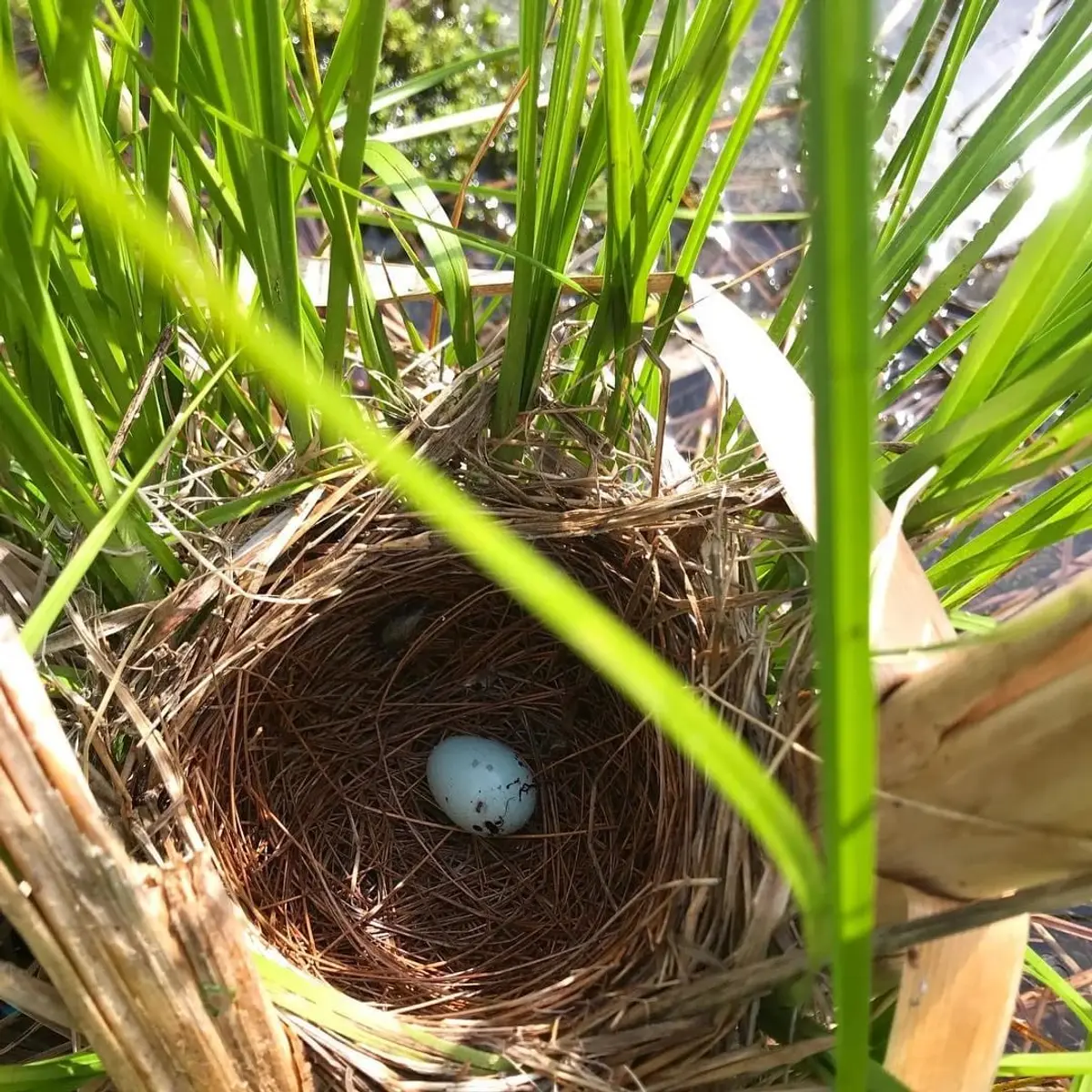 June Bird Monitoring Walk