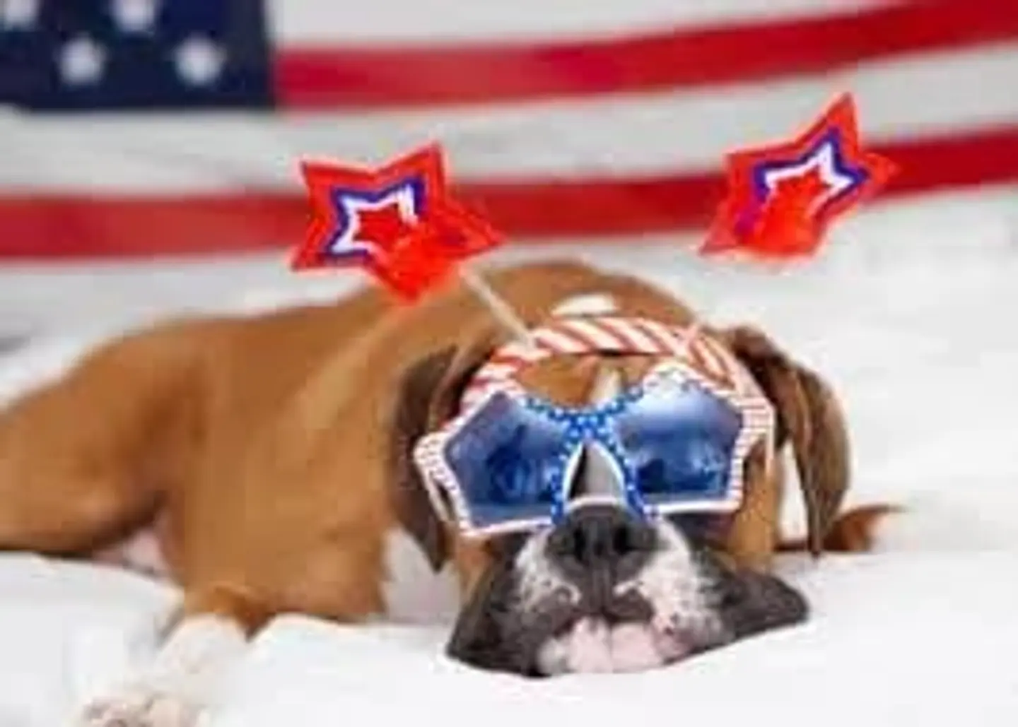 Avila Beach 4th of July Doggie Parade